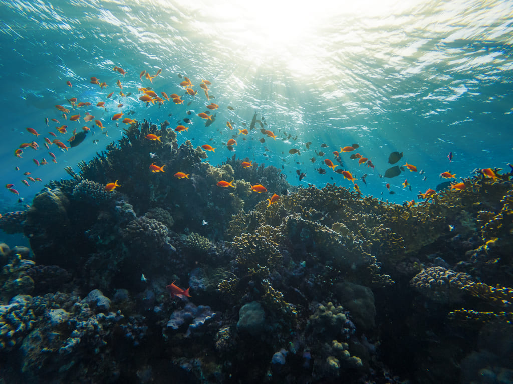 Acidificación De Los Océanos: Impacto En El Ecosistema Marino • Renovables