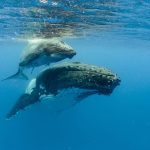 Día Mundial de los Océanos 2023: Celebrando y Protegiendo Nuestro Patrimonio Marino