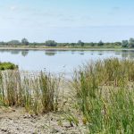 Doñana: Urgencia en la conservación del agua