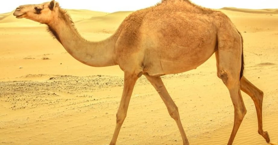 animales en el desierto
