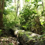 Tiempo para restaurar un bosque degradado: una mirada en profundidad