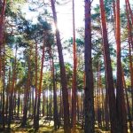 Regulaciones para el ecoturismo sostenible en bosques