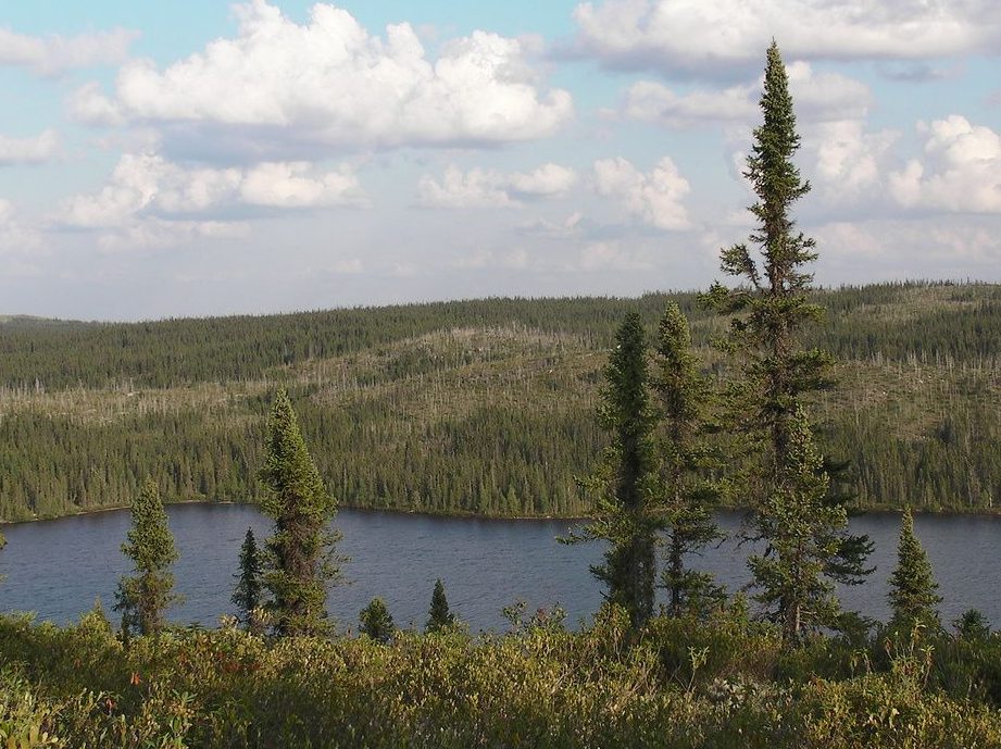 bosques boreales y clima frio