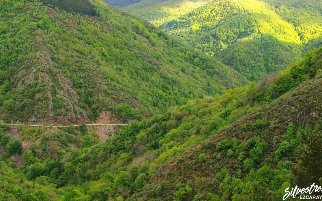 bosques de coniferas en el mundo