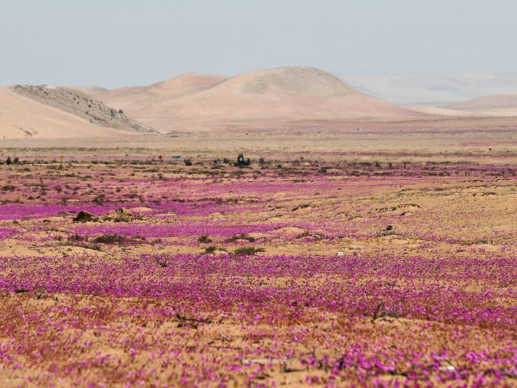 desierto y su biodiversidad