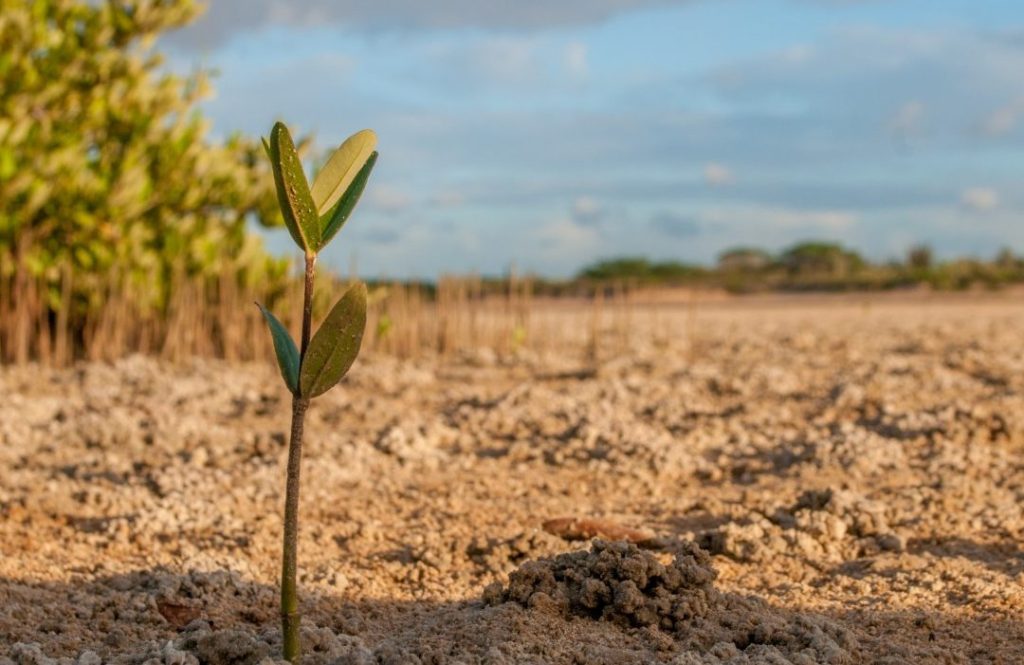 escasez de agua en la agricultura