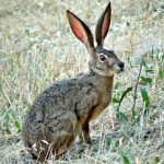 Amenazas y mitigación de especies del desierto: análisis completo