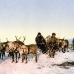 Consecuencias del cambio climático en la fauna de la tundra
