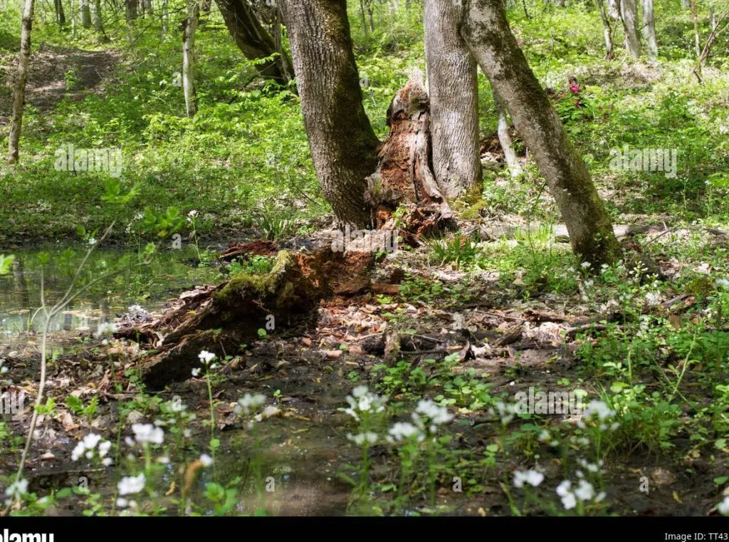 Wood decomposition: How long does it take without proper recycling?