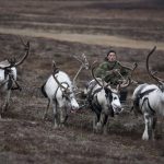 Conservar la tundra: razones clave para proteger este frágil hábitat
