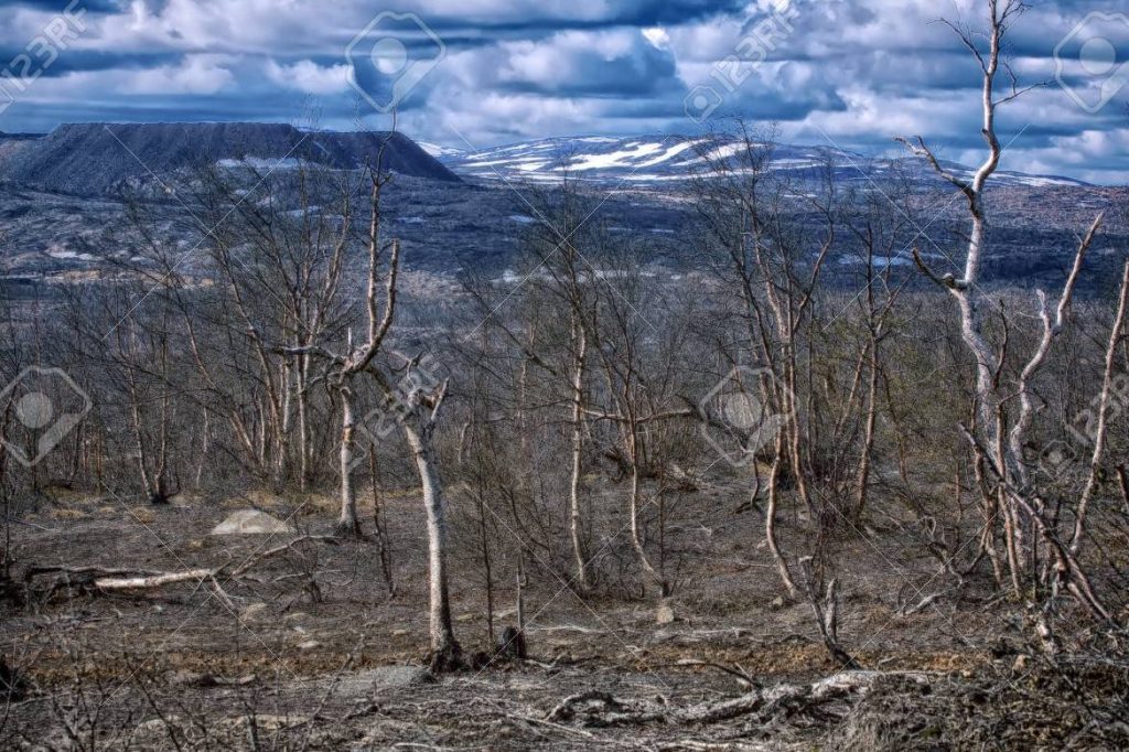 tundra y problemas ambientales