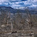 Problemas ambientales en la tundra: un análisis detallado