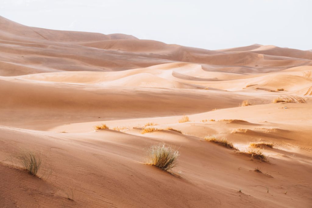 interacciones organismos ecosistemas deserticos