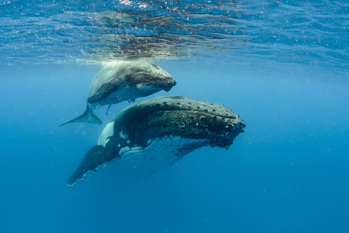 Salva gli oceani con Oceanhero.today, la piattaforma per la tutela dell ...