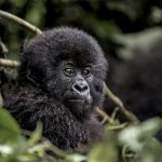 Gorila de montaña: Un Censo Revela un Aumento en la Población
