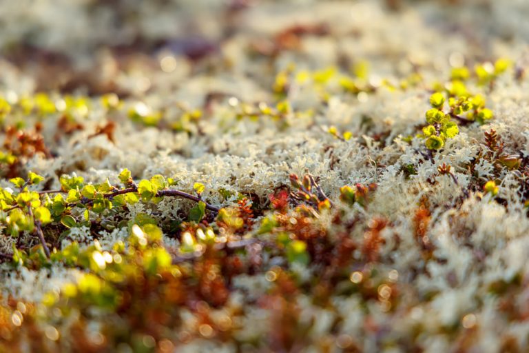 Problemi Ambientali Nella Tundra: Un'analisi Dettagliata