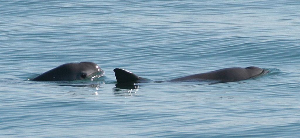 vaquita marina peligro extincion mexico