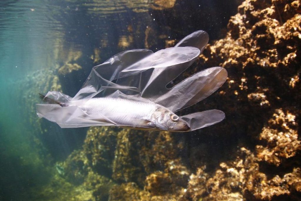 consecuencias del plastico en el mar