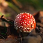 El peligro de la Amanita phalloides: El hongo de la muerte en aumento