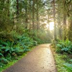 Bosques pluviales amenazados: riesgos y medidas de conservación