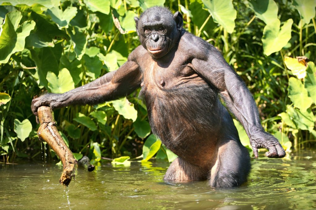 Un chimpancé bonobo en el río en el desierto de la República Democrática del Congo