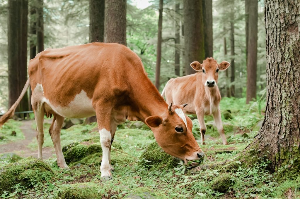 Vaca y ternero pastando, comiendo hierba en la pradera de verano.