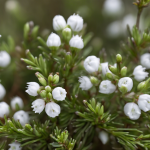 Cassiope tetragona: Una planta que desafía los límites de la vida