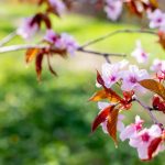 Cerezo Japonés: Cuidados, Floración y Secretos para un Jardín Espectacular