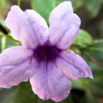 Clematis: Cuidados y secretos una guía completa