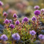 Hierbas perennes: Plantas resilientes en el corazón de la tundra