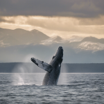 Los mejores lugares del mundo para avistar ballenas