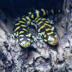 Salamandra Tigre del Este: Un testimonio viviente de un mundo en peligro