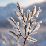 Salix arctica: El sauce ártico que resiste las temperaturas más bajas