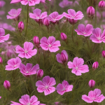 Silene acaulis: Clavelitos de montaña que decoran la tundra con su color