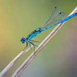 Zancudo boreal: Un insecto diminuto pero esencial en el ecosistema