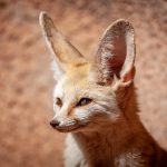 Zorro del Desierto: El pequeño cazador que lucha contra las condiciones extremas
