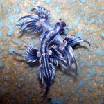 Dragón Azul: características, hábitat y alimentación del misterioso Glaucus atlanticus