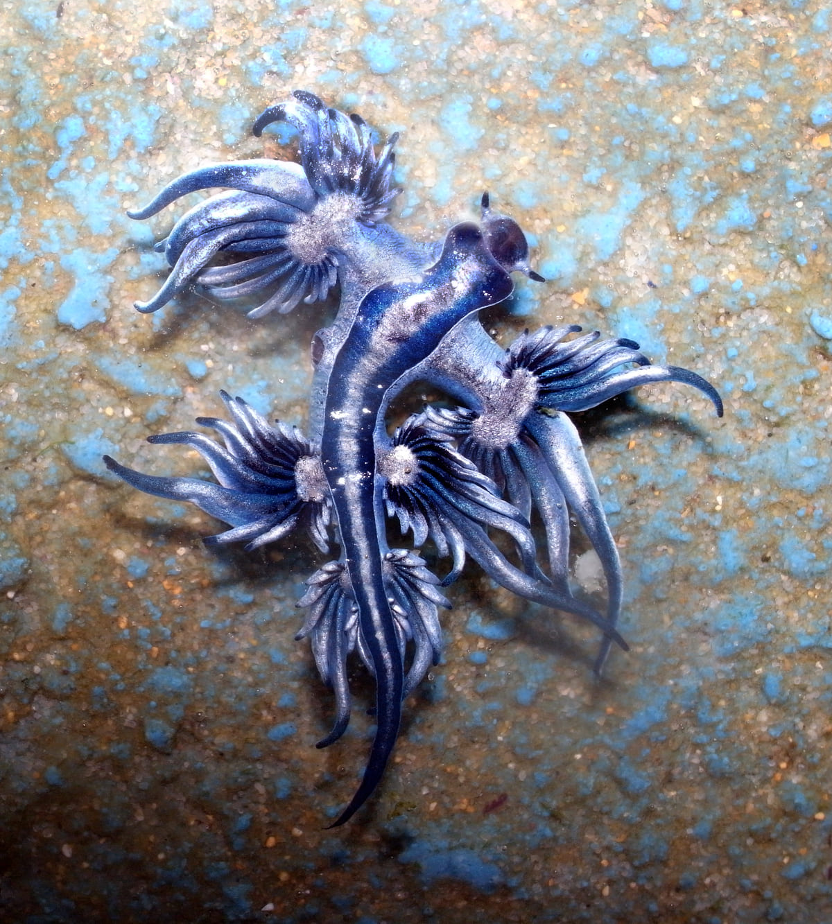 Blue Dragon: characteristics, habitat and diet of the mysterious ...