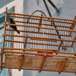 Guía para hacer jaula para pájaros sostenible con materiales reciclados
