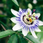 Cultivo y cuidados de la Passiflora caerulea