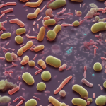 ¿Qué bacterias pueden vivir en el agua?