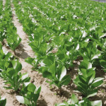 ¿Qué plantas producen látex natural?